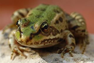 Toad